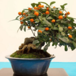 Bonsái Naranja: Cómo Hacerlo y Cultivarlo (Con Fotos)