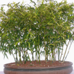 Bonsai de Bambú - Cómo Cuidar, Curiosidades y Especies