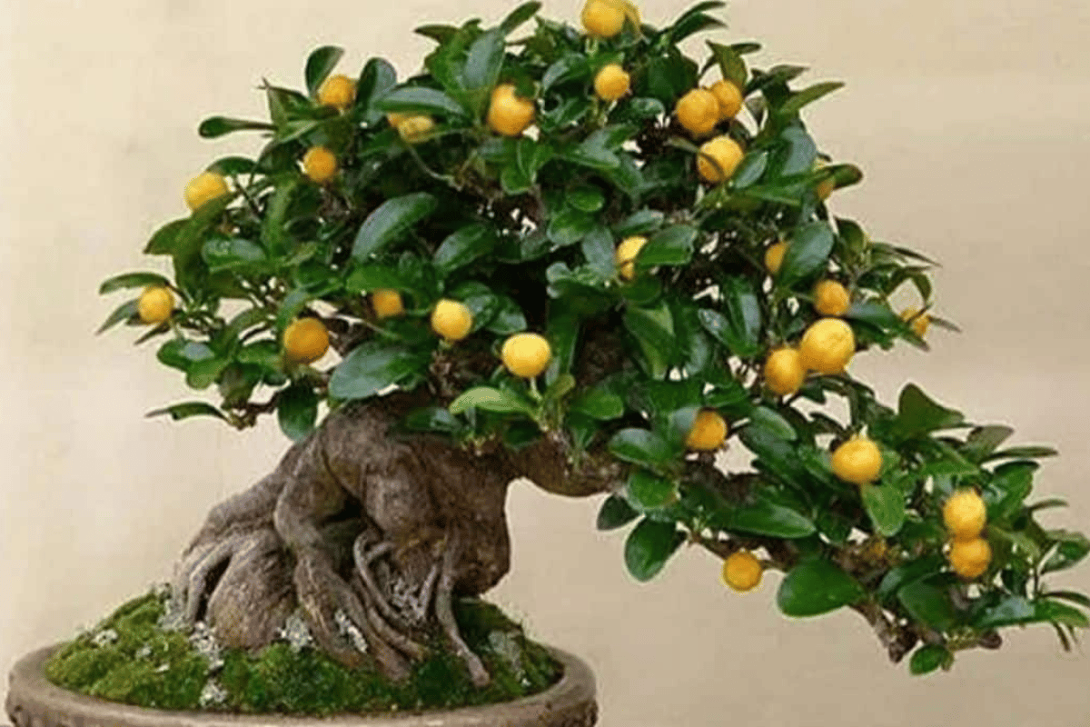 Bonsai de Limon Imagen Destacada