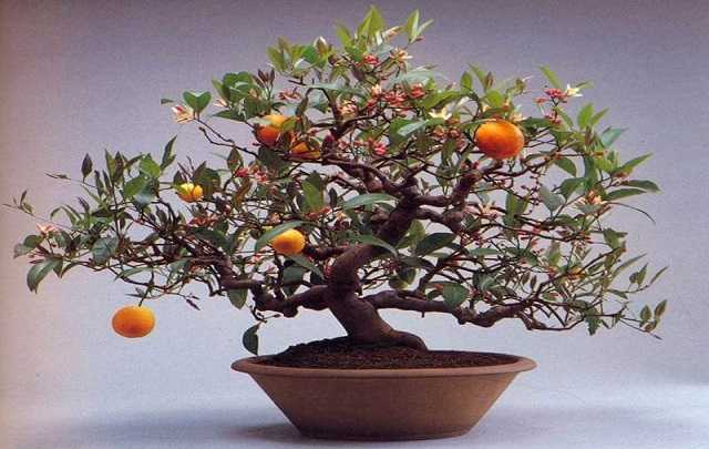 Cultivo Bonsai de Naranja