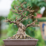 Problemas Con El bonsái: Hojas Que Se Vuelven Amarillas, Se Secan o Se Caen