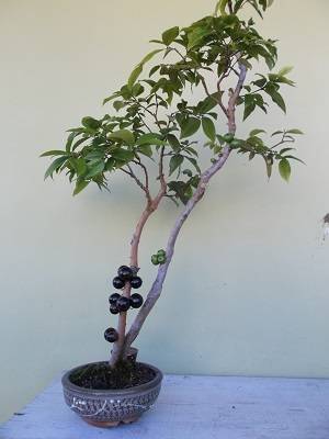 bonsai de jaboticaba con frutas