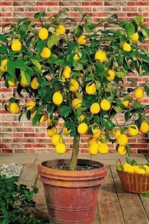 bonsai de limon 2