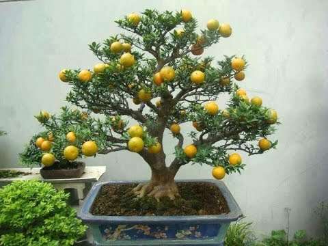 bonsai de limonero