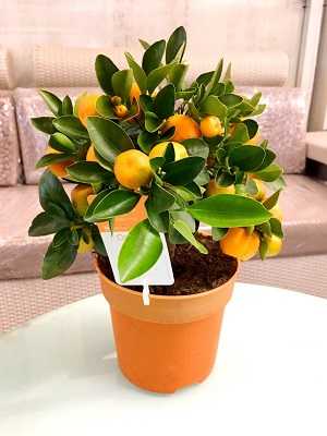 bonsai de naranja 2