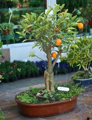 bonsai de naranja