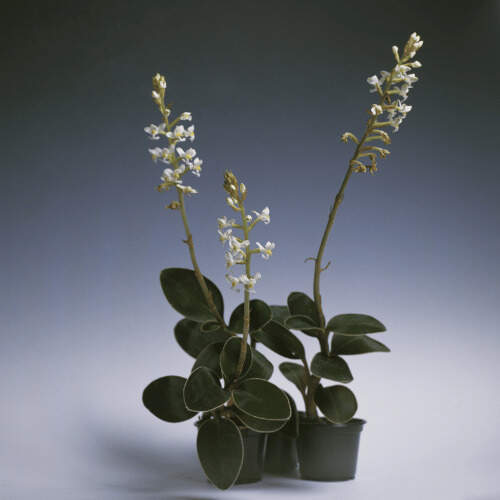 3 orquideas ludisia en flor plantadas en un jarron