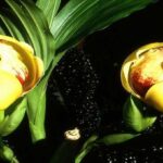 Orquídeas Anguloa - Aprenda Paso a Paso a Cuidarlas