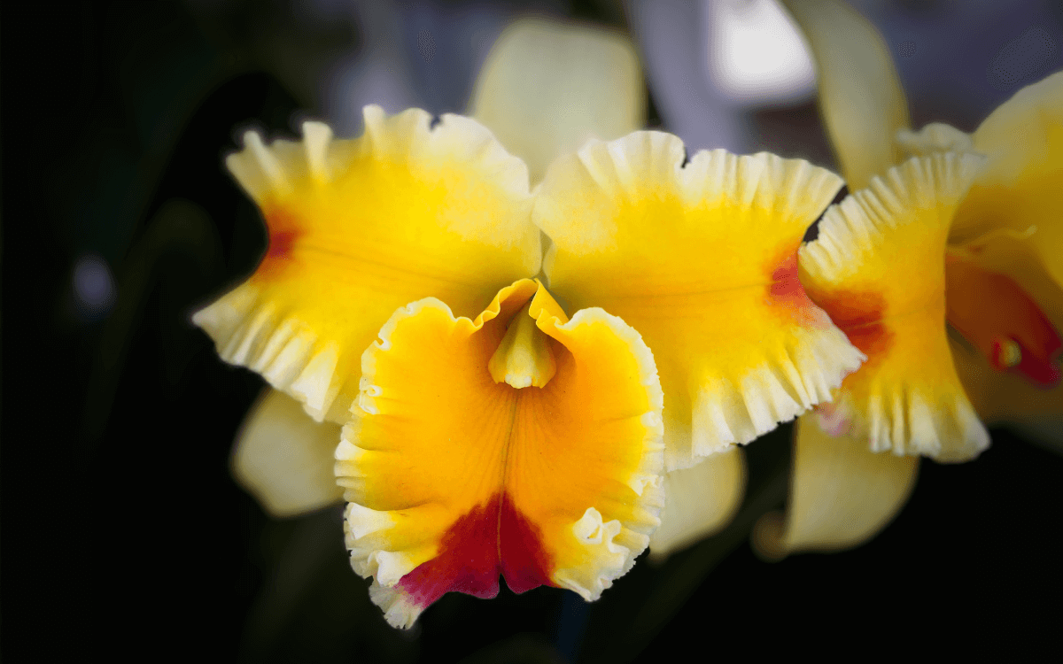 Cattleya con flor amarilla y blanca