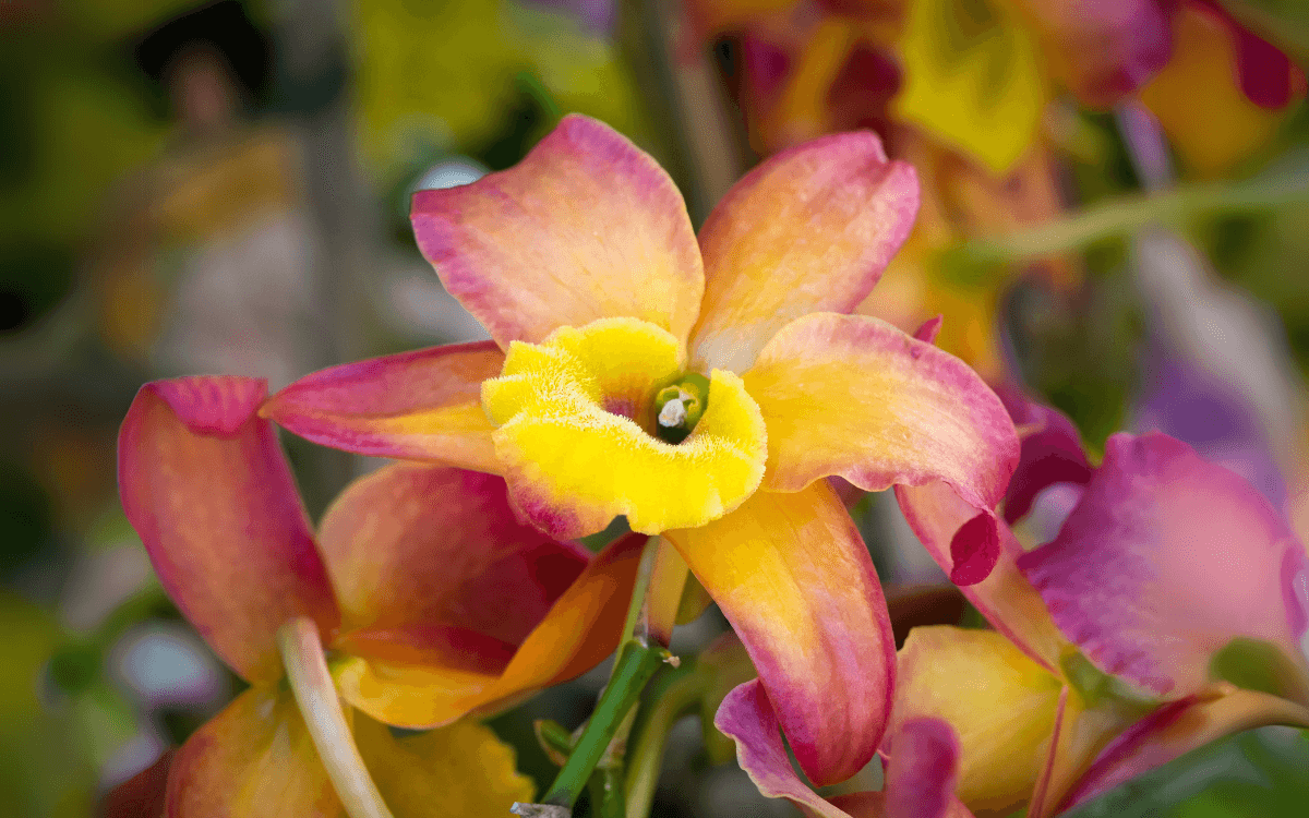 Cattleya con flor rosa y amarilla