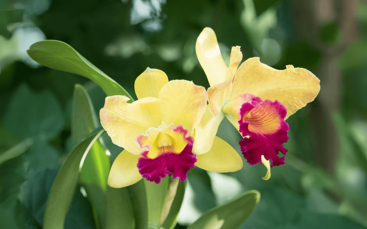 Cattleya con flores amarillas