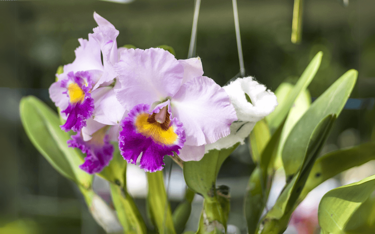 Cattleya con flores blancas