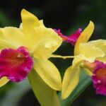 Cattleya Labiata - Cultivo, Curiosidades y Fotos