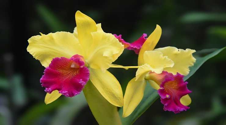 Cattleya-labiata-destacado