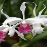 Cattleya Purpurata (Laelia Purpurata): Cuidados y Fotos