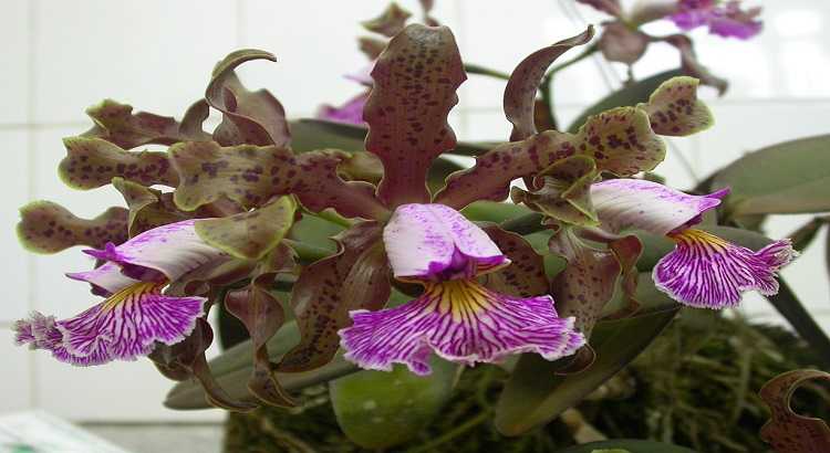 Cattleya-schilleriana-destacado