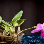 Cattleya Walkeriana - Cómo Cultivarla En 7 Pasos