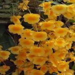 Dendrobium Aggregatum (lindleyi) – Cómo Crecer Fácilmente