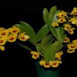 Dendrobium Chrysotoxum: La Guía Paso a Paso Para Cuidarlas