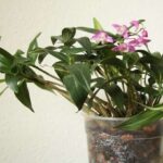 Dendrobium Kingianum - Cómo Cuidarla y Hacerla Florecer