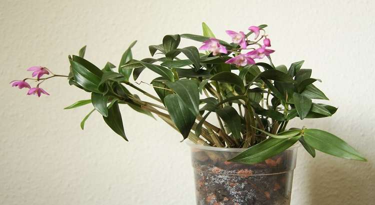 Dendrobium-Kingianum-destacado