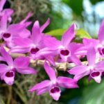 Dendrobium Anosmum - Cómo Cultivar En 7 Sencillos Pasos