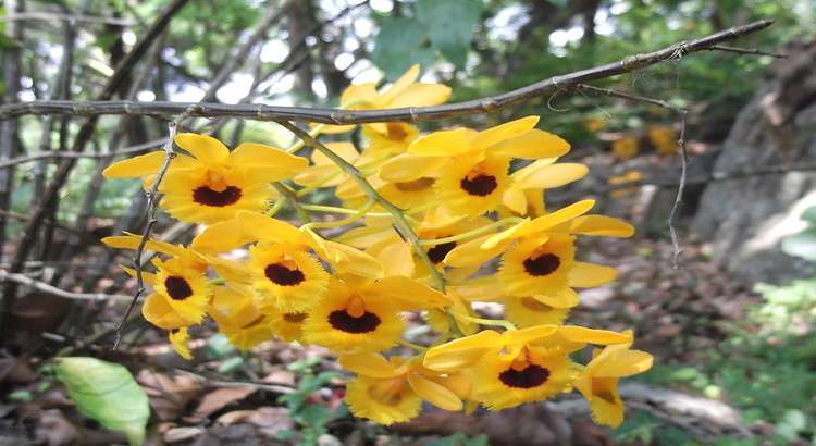 Dendrobium-fimbriatum-destacado