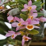 Dendrobium Loddigesii - Cómo Cuidar y Florecer (5 Pasos)