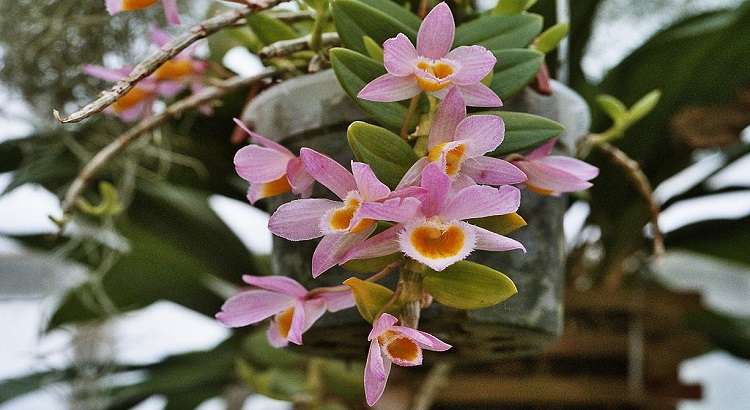 Dendrobium-loddigesii-destacado