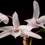Dendrobium Moniliforme - Aprenda Todo Sobre Esta Orquídea