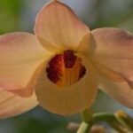 Dendrobium Moschatum - Curiosidades, Fotos y Cultivo
