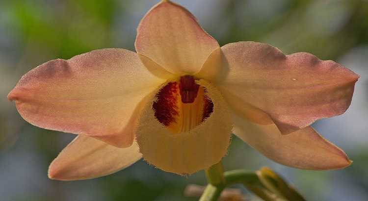 Dendrobium-moschatum-destacado