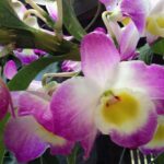 Dendrobium Nobile (Orquídea Ojo de Muñeca): Cómo Cuidarla