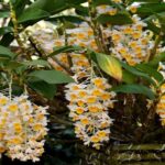 Dendrobium Thyrsiflorum - Cómo Cuidar y Florecer