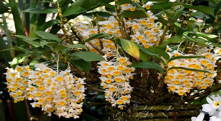 Dendrobium-thyrsiflorum-destacado