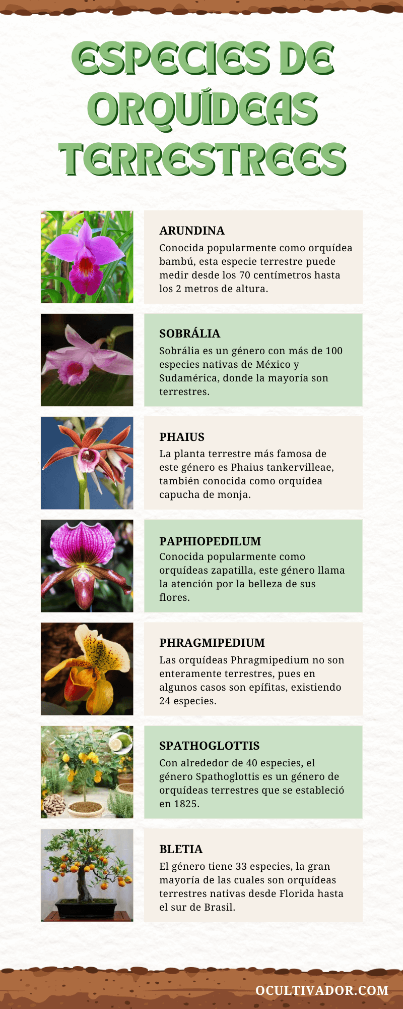 Especies de Orquídeas Terrestres