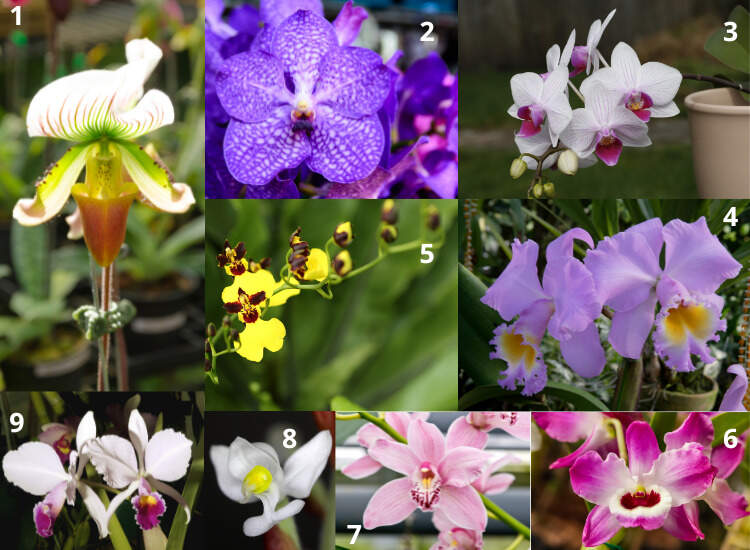 Especies de orquideas