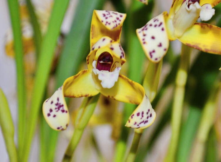 Flor amarilla de la orquidea