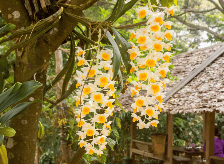Flores Dendrobium densiflorum