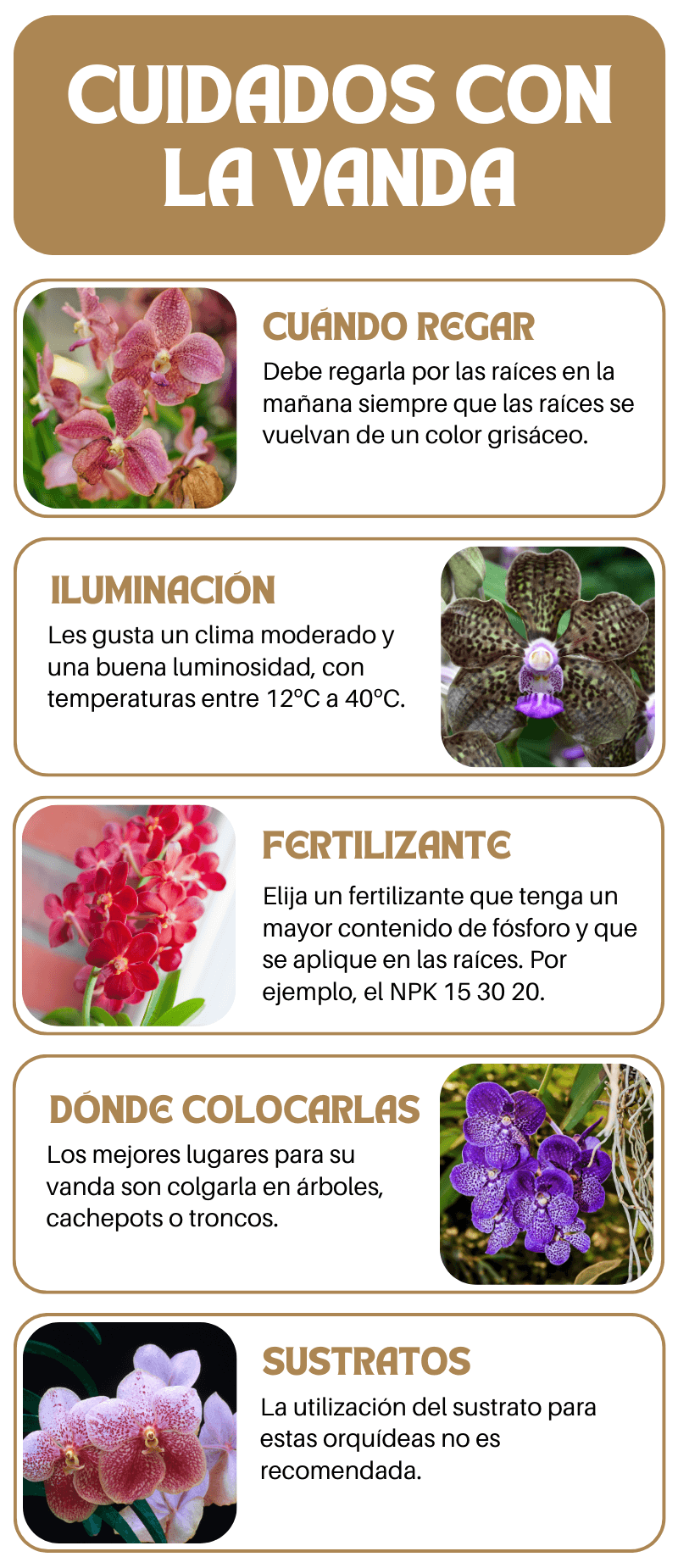 Infografia - Como cuidar las orquideas Vanda