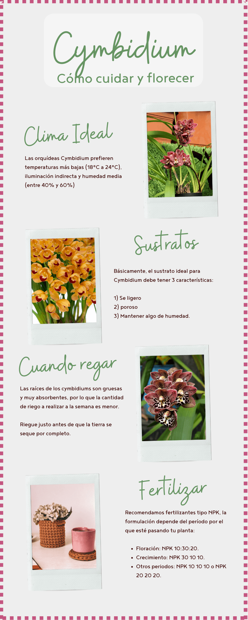 Infografía - Orquídeas Cymbidium