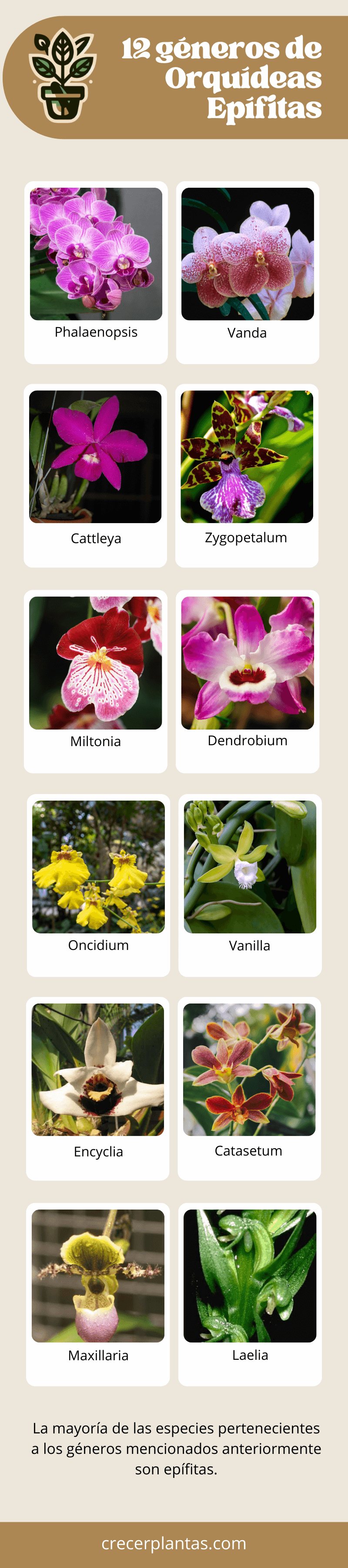 Infografía - especies de orquídeas epífitas