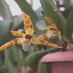 Maxillaria Picta – Curiosidades, Fotos y Cómo Cuidar