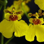 Orquídea Oncidium: Cuidados y Especies (Con Fotos)