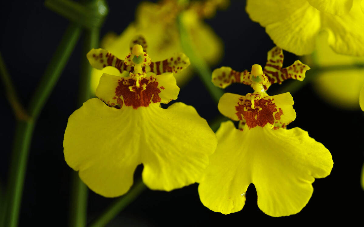 Oncidium – imagem destacada