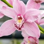 Orquídeas Cymbidium: Tipos, Cuidados y Cómo Florecer