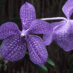 Orquídea Vanda - 7 Cuidados Para Hacerla Florecer
