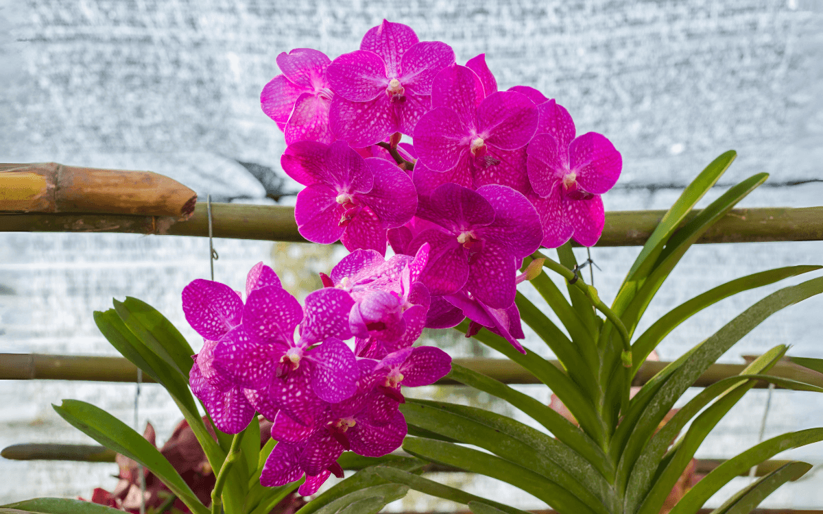 Orquidea Vanda protegida del sol