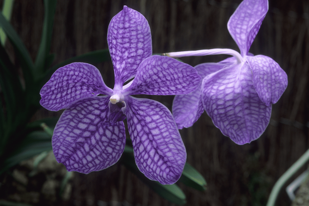 Orquidea-Vanda