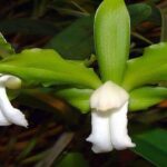 Cattleya Bicolor: Fotos, Curiosidades y Cultivo